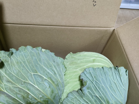 朝露したたる！超新鮮！朝どりキャベツ　2玉