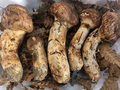 岩手県産松茸　100g 採れ次第発送！