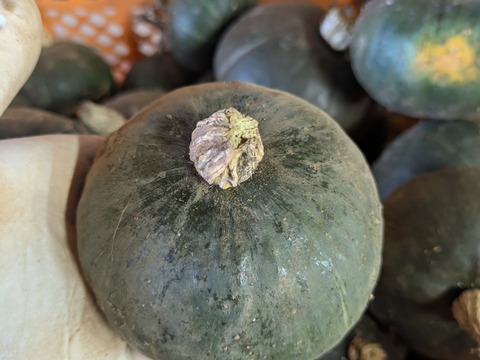 【選べる】オーガニック野菜セット(9品)