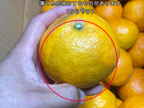 【愛媛県中島産】味濃厚なカラマンダリン　サイズ混合5kg