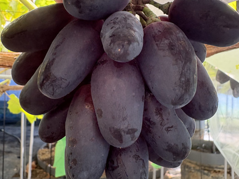 小粒系ブドウ　５種食べ比べ『小粒の想い』500g×1P　朝採り新鮮！夏の終わりのブドウ祭り 只今２０％増量サービス中！！