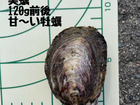 相生産夏牡蠣の食べ比べセット5個×5個【生食可能】