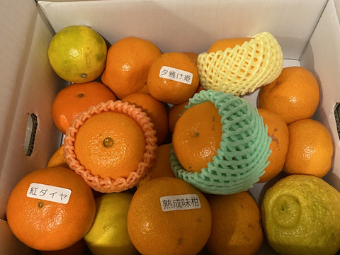 【福袋】最新品種多数！史上最大のみかん食べ比べ！こだわり７品種がこの１箱でまるごと楽しめる！「旬のこだわり柑橘食べ比べ玉手箱-虹色-」　ご家庭用　ジャム無　約３kg入　【商品番号】【2002】