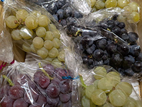【再販】自然栽培ブドウ　詰め合わせ　1.6㎏　※9/22からクール便で発送