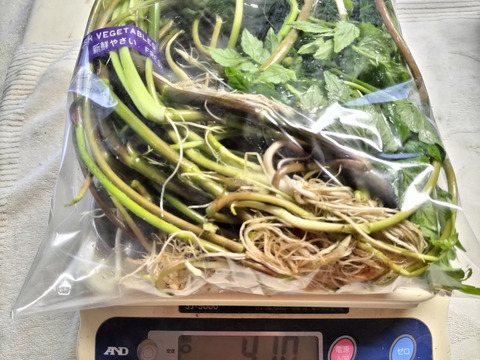 セリ ＜約400g＞ギシッとした歯応え、香り良し【冬ギフト】