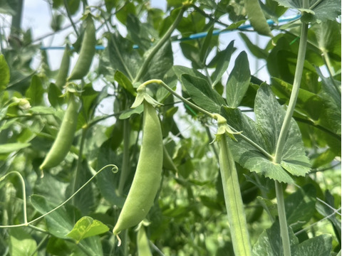 胡瓜とスナップエンドウのコラボセット‼️