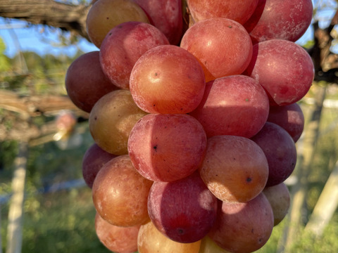 ピ1️⃣💥今季最終タイムセール【Newピオーネ】2kg化粧箱（3～6カット房入）加工用