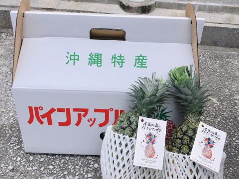 8月限定 減農薬 屋我地島 完熟 島パイン 3玉 1玉1 5k 1 8k 甘くてやわらか ジューシーパイン 沖縄特産 ハワイ種 パイナップル 沖縄県産 食べチョク 農家 漁師の産直ネット通販 旬の食材を生産者直送