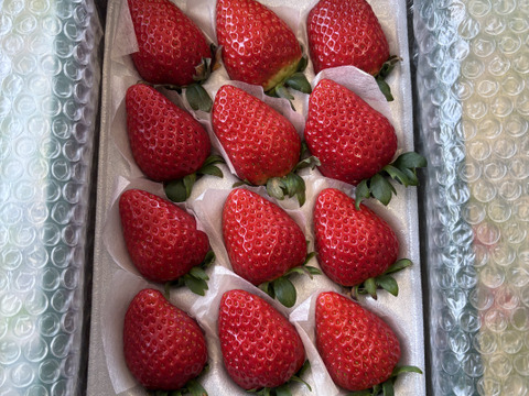人気品種の大玉いちご！！（9～15粒）