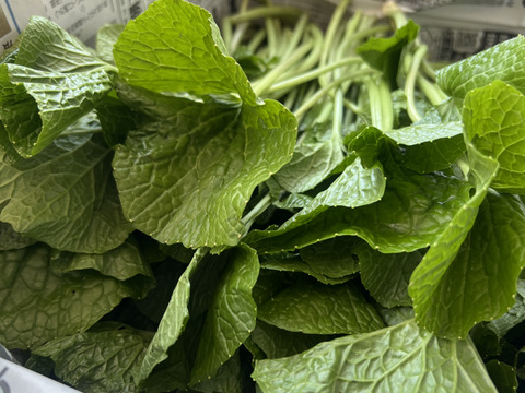 【朝採り当日発送】120年守る安曇野の湧水育ち。希少な「葉わさび1kg」＆お試し生わさび（ご家庭用・100g)セット