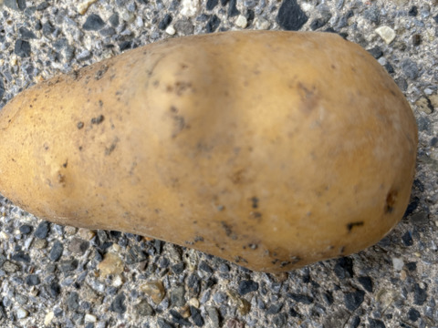 煮崩れしにくいジャガイモ　メークイン　3キロ入り