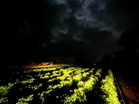 食べてびっくり！梨のような食感　与作大根！（自然栽培10㎏：約8～10本）