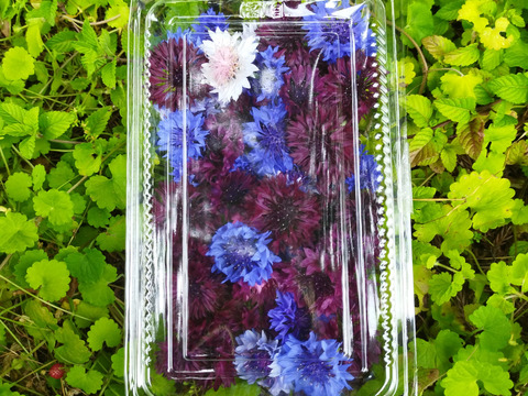[クール便]　奥出雲産　自然栽培コーンフラワー25g（約50個）