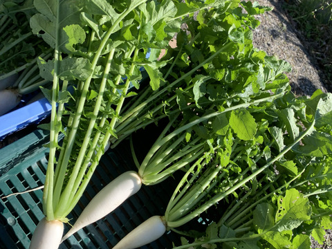 葉付き大根2kgと銀杏1kgのセット