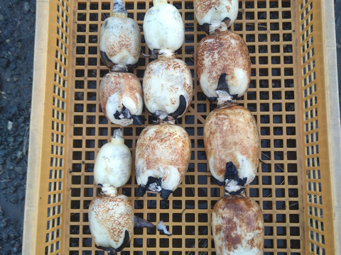 【有機肥料で育てました】れんこん　2キロ　茶色レンコン　蓮根　クール発送