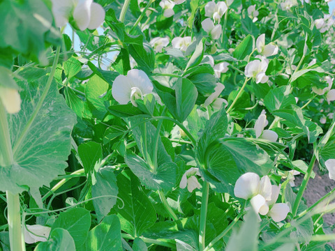 【メール便】朝どり直送！栽培期間中農薬不使用☆スナップえんどう450ｇ