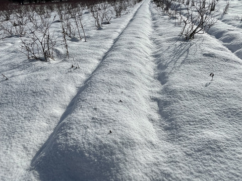 【草だけ育ち】道産自然栽培ケール・500g / カーリー&レッドロシアン（甘くて柔らかい無肥料野菜）