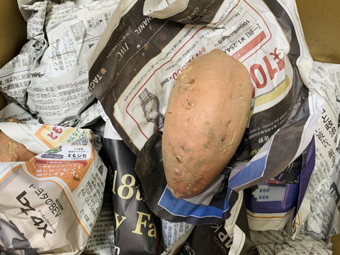 5 kgで税別2500円。有機肥料で栽培した4ヶ月熟成、蜜の滴る安納芋L,Mサイズ