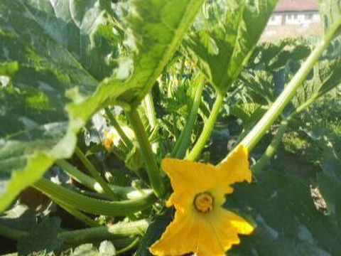 自家採種ブラックビューティー【山梨県北杜市産】　2kg