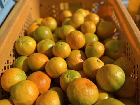 【また旅みかん】完熟ゆら4.5キロ早生♪【有田みかん】