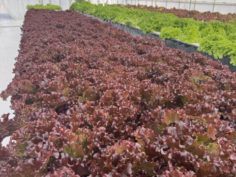 【数量限定】赤が3倍綺麗🤩美味しさも3倍！新品種サニーレタスお試しください😊約230g ×2株ボリュームも良い😊