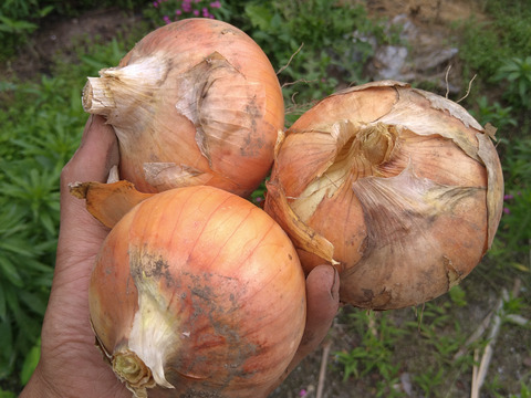 玉ねぎ 3kg 大きさは色々だけど、甘くて美味しいです！