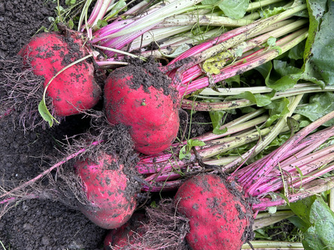 【石巻産】うずまきビーツ　1㎏