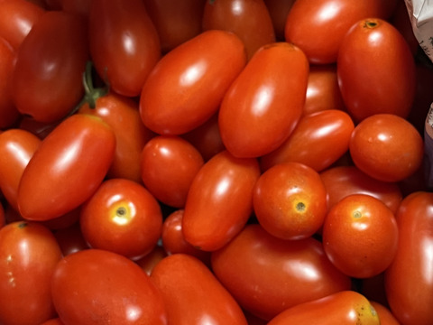 お子さんもパクパク沢山食べちゃう甘いミニトマト　アイコ 1.8kg