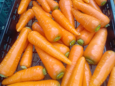 爽やかな香りと最高の甘み！冬人参【ちはま五寸】3kg