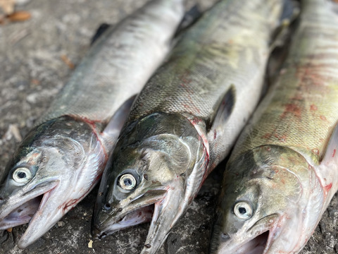 新発売❗️北海道産天然鮭使用、燻製サーモンオリーブオイル漬け【EZO Smoked Chum Salmon】