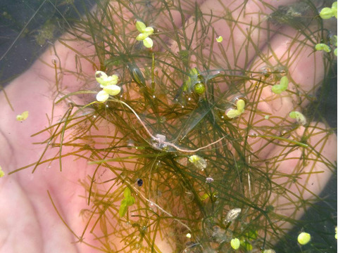 一等米【自然栽培】コシヒカリ【玄米５ｋｇ】熊谷の太陽🌞自然が育てたお米🌱栽培期間中農薬不使用・化学肥料不使用・除草剤・動物性堆肥不使用✨食べチョクAW2023米・穀類🥇１位受賞【福袋】令和7年産