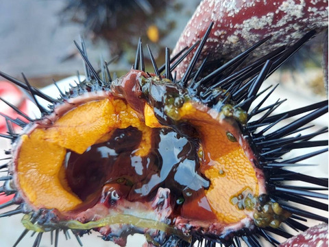 【4～6月限定】旬の味！塩水うに100ｇ✖️2