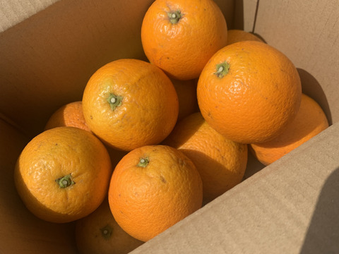 【news every.で紹介】バレンシアオレンジ 3kg｜サクッと食感！爽やかな香りのオレンジ🍊