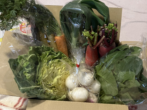 【お試し！】旬野菜！すずなり採れたて野菜セット( 簡単レシピ付き )