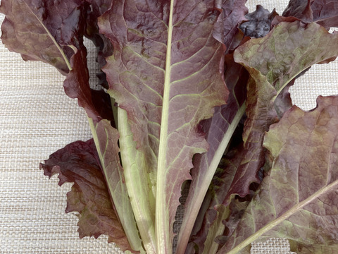 お料理映え！真紅のサニーレタス　800g