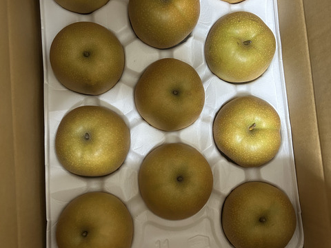 鳥取県産梨『新甘泉』5kg(8~14玉) 秀品