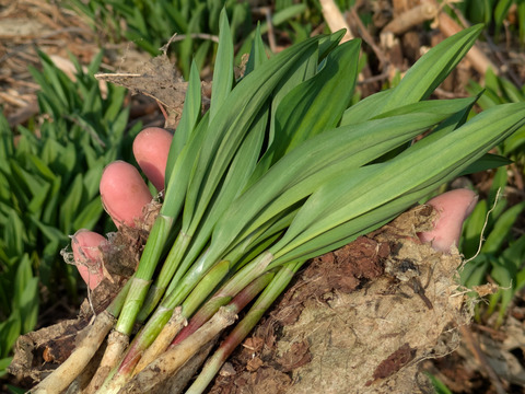 旬の山菜3000円セット