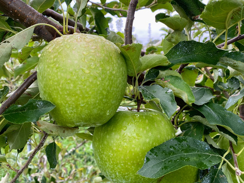 【化学合成農薬約60%削減】グラニースミス（5kg☆14〜20玉入り）クッキングアップルの定番青りんご！