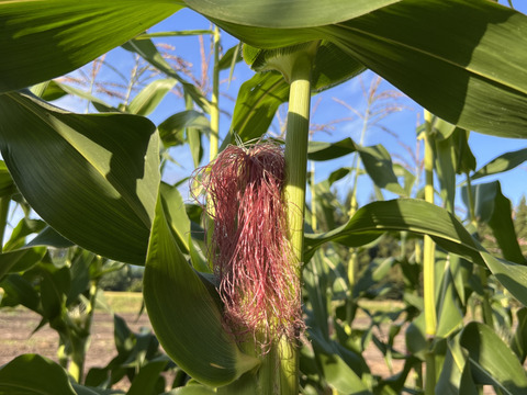 山形の大和ルージュ5本入り