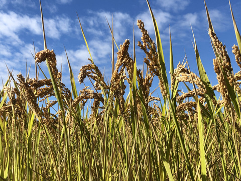 【令和６年産】ぶつき米7ぶ　笑顔が広がる、自然の味わい！静岡県産ハッピーヒルぶつき米（自然栽培）ご家庭用・4.5kg