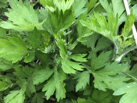 新茶‼️
体温める自然栽培農家の天然蓬茶24グラム２つ