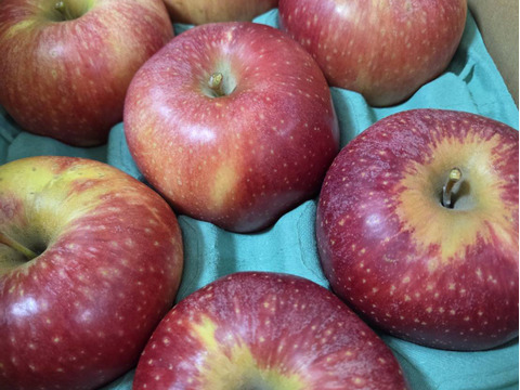 終わります🍎【幻の林檎】さとあかり 3キロ箱 6玉〜15玉サイズ商品ID47897 長野県 信州 安曇野 リンゴ 幻 幻のリンゴ 予約 希少 旬