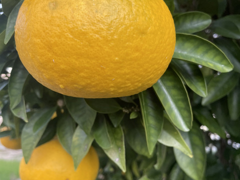 【栽培中農薬不使用・無肥料】甘夏　箱込み9000g以上　２L～４Lサイズ（300g〜450g）ワックス不使用