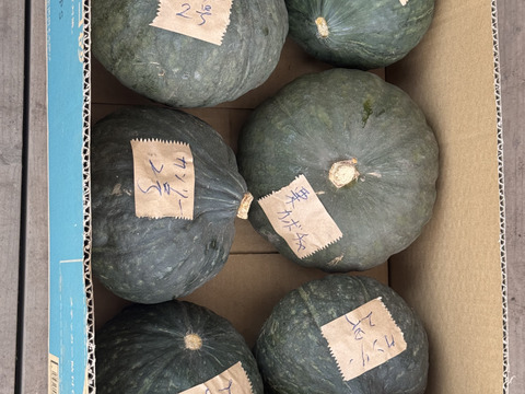 【秋のカボチャセット】農薬不使用で育てたどっしりかぼちゃ5個以上と採れたて季節の野菜盛りセット　 農薬不使用栽培で丁寧に育てました。