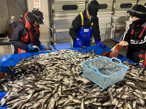 【出来たてを生発送！】漁師の嫁が作ったハタハタ寿司ぶりこ入！３パック900g