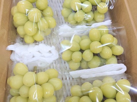 【今だけ訳アリお買い得】シャインマスカット１．８ｋｇ箱(５パック入り)