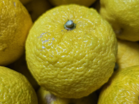 ★完全自然栽培　実生栽培　小サイズ　本柚子　ゆず　ホンユズ　2.8kg