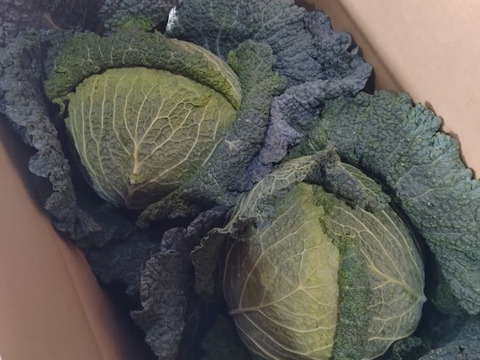 北海道産サボイキャベツ　希少国内産2玉