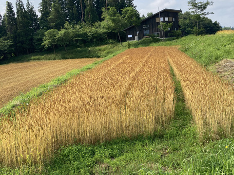 茹で汁も美味しい！ナンブコムギ全粒粉『丸麺』２００g