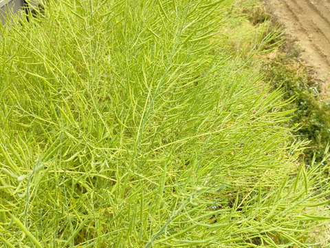 【農薬・化学肥料不使用】瑞々しくて新鮮な水菜！250g×4袋